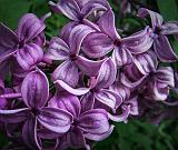 Lilac Closeup_DSCF01816